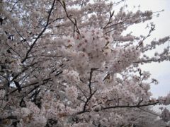 DSCN0164[1].gif